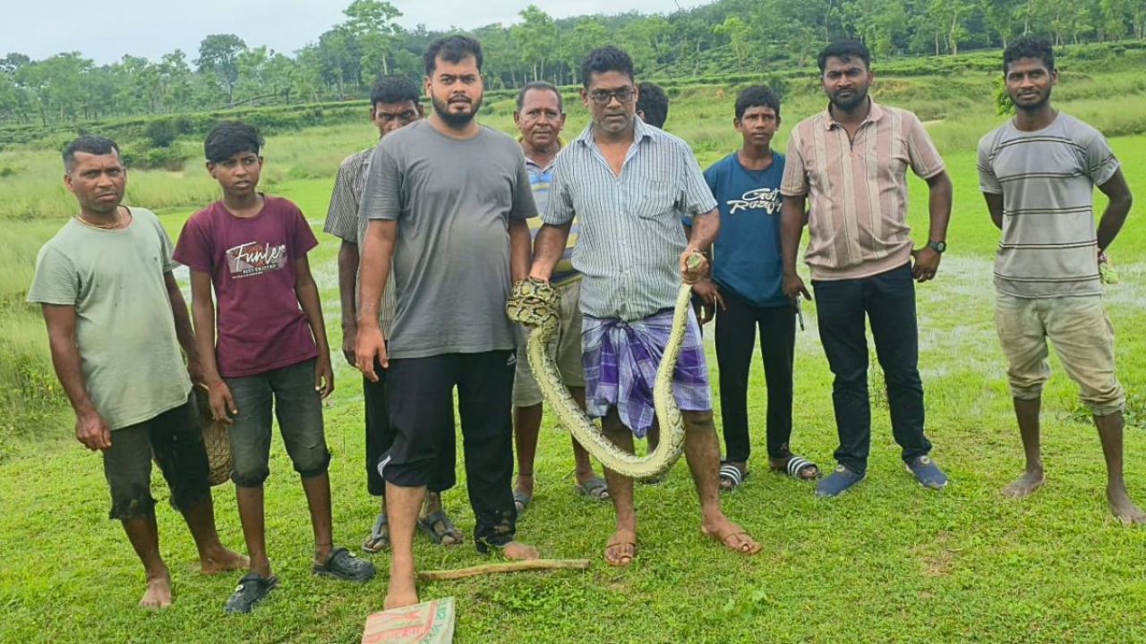 শ্রীমঙ্গলে চা-বাগান থেকে অজগর উদ্ধার