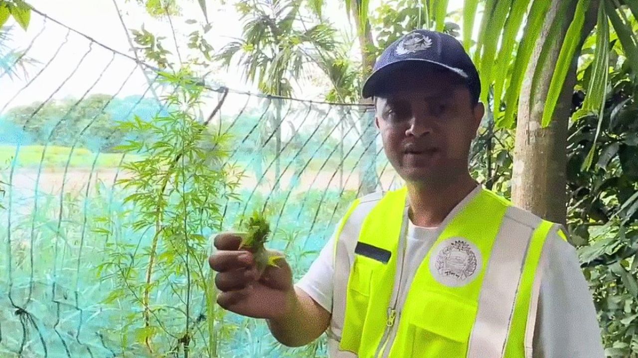 কুড়িগ্রামে অভিনব পদ্ধতিতে গাঁজা চাষ, অর্ধশতাধিক গাছ জব্দ
