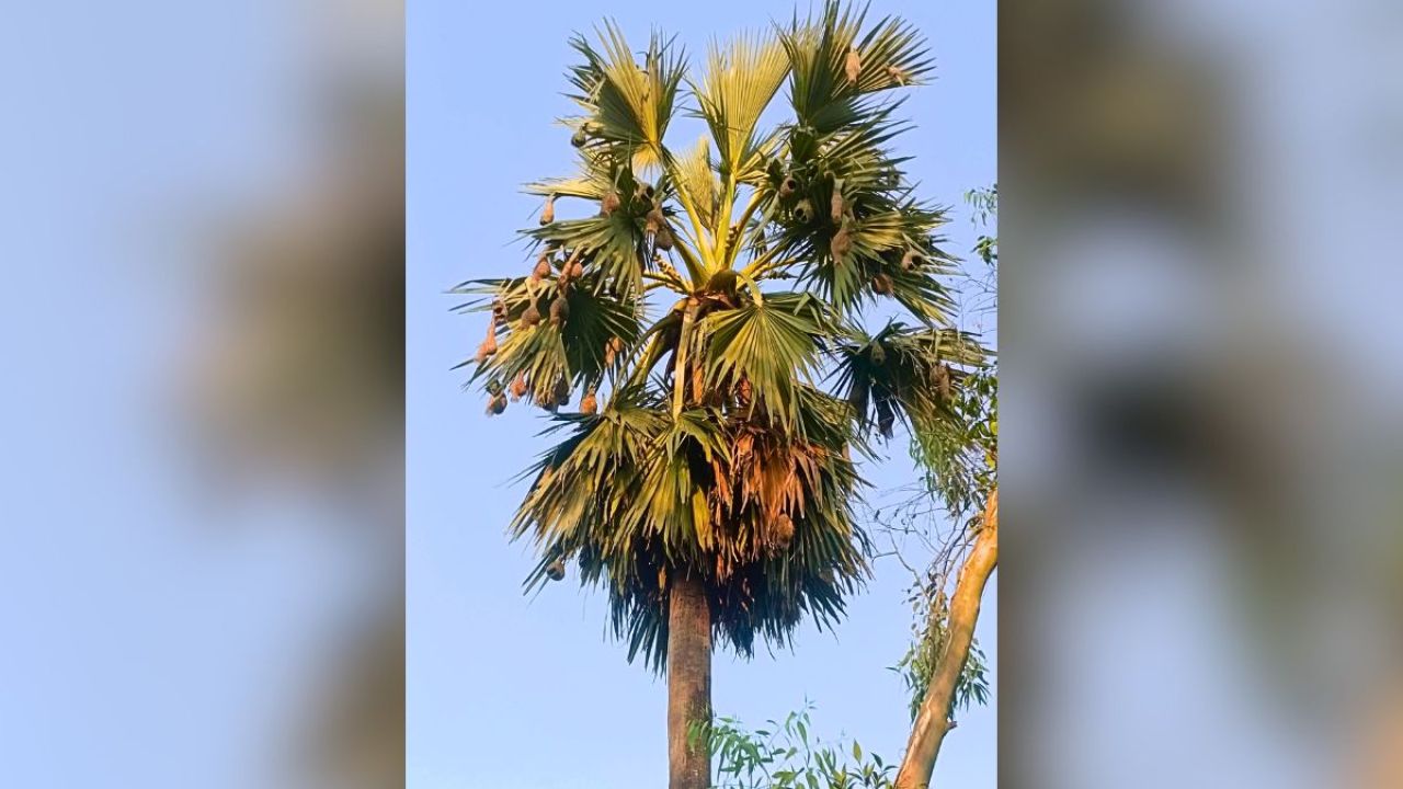 অস্তিত্ব সংকটে চিরচেনা স্থপতি বাবুই পাখি