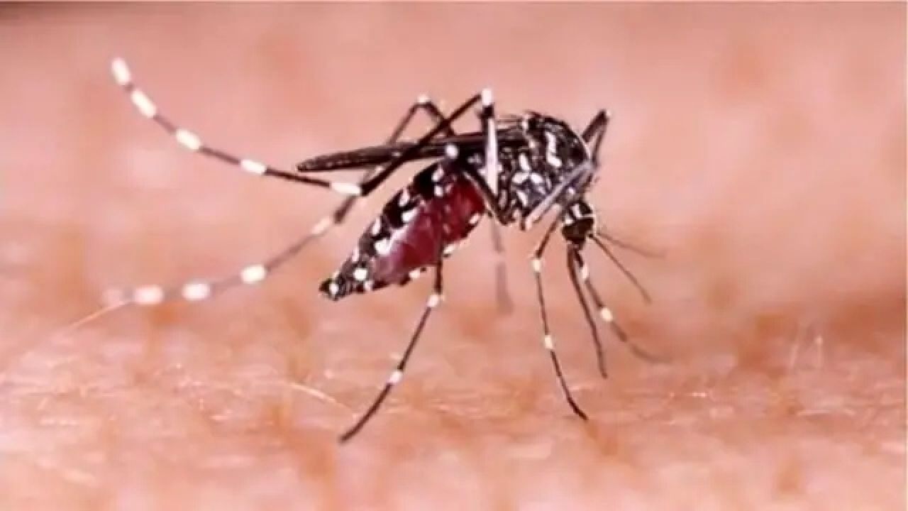 আগস্ট-সেপ্টেম্বরে ভয়াবহ হতে পারে ডেঙ্গু