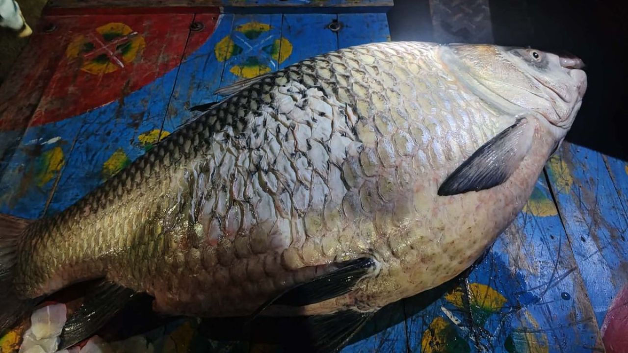 পদ্মায় ধরা পড়ল ৪০ কেজির কাতলা