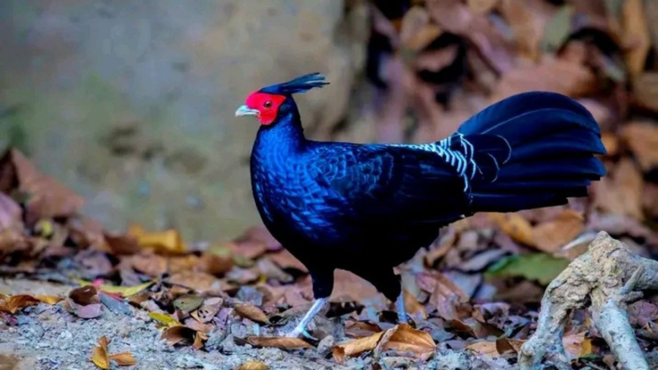সাতছড়িতে দেখা মিলল বিরল ‘কালো মথুরা’র