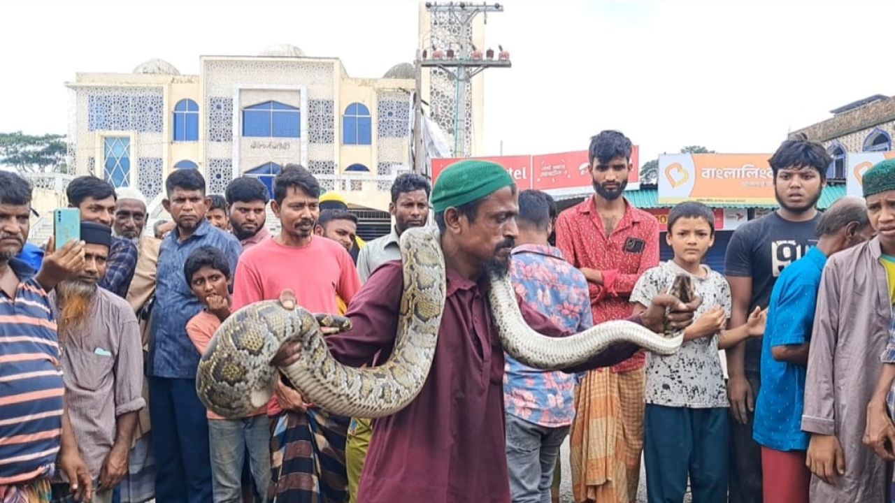 জেলের জালে আটকা পড়ল বিশাল অজগর, সুন্দরবনে অবমুক্ত