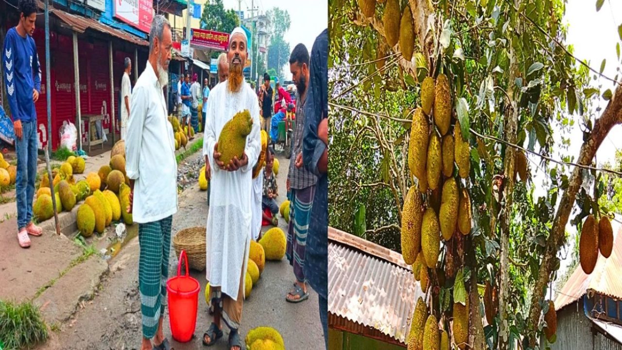 স্বাদে অতুলনীয় নরসিংদীর কাঁঠাল, নায্য দাম না পেয়ে হতাশ চাষি