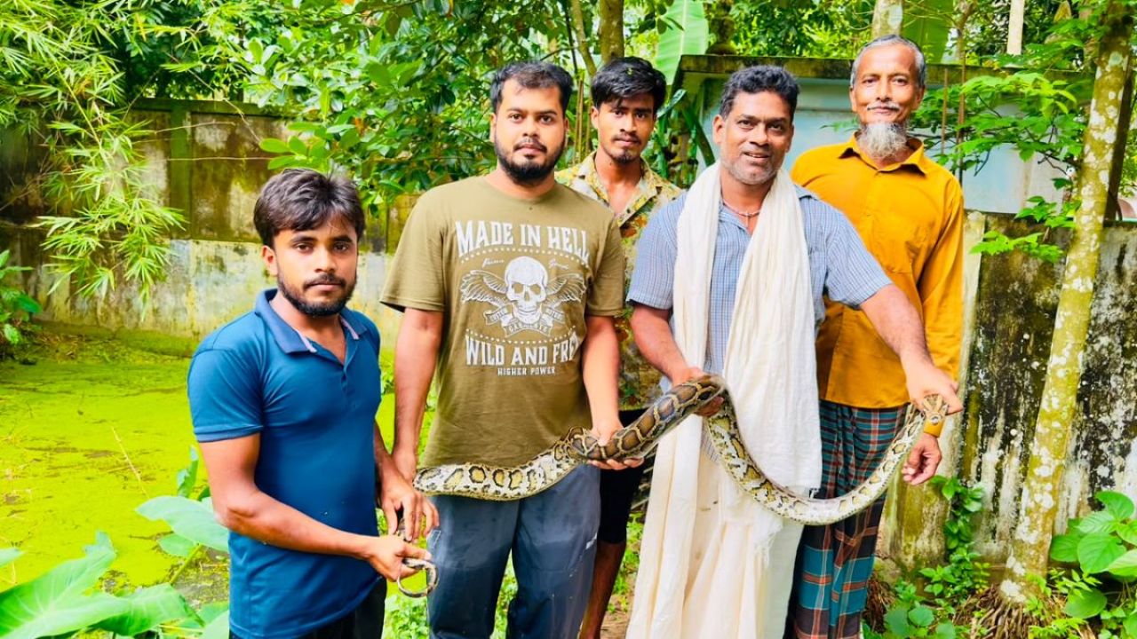 বিশ্ব সাপ দিবসে শ্রীমঙ্গলে অজগর উদ্ধার
