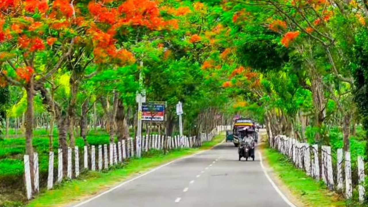 কৃষ্ণচূড়া-সোনালুর রঙে মোড়া সড়ক, পর্যটনের নতুন গন্তব্য