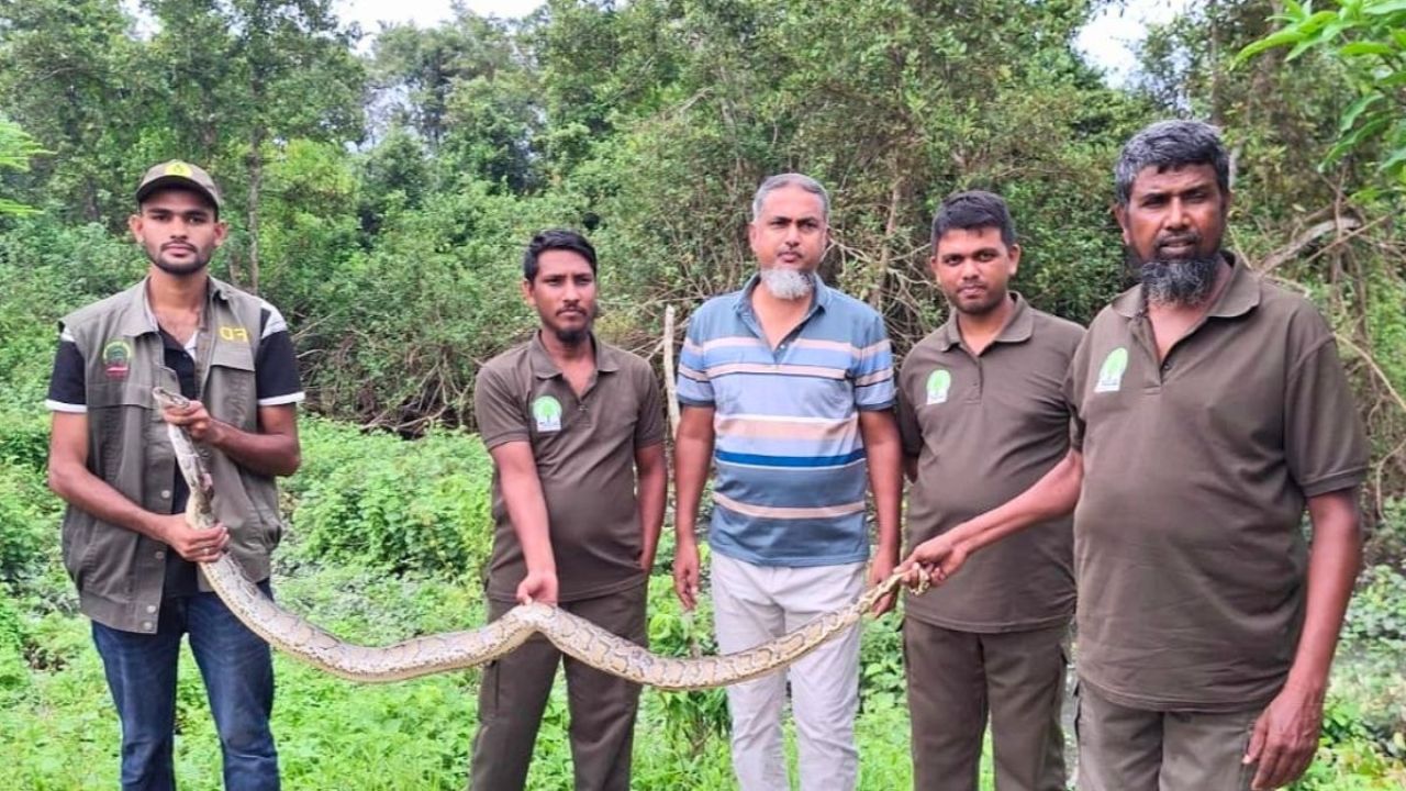 সুন্দরবনের সাপের আনাগোনা মানুষের ঘরে, কারণ কী?