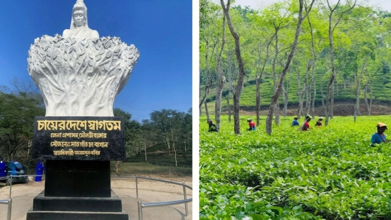 চায়ের রাজধানীর সবুজ গৌরব শ্রীমঙ্গল