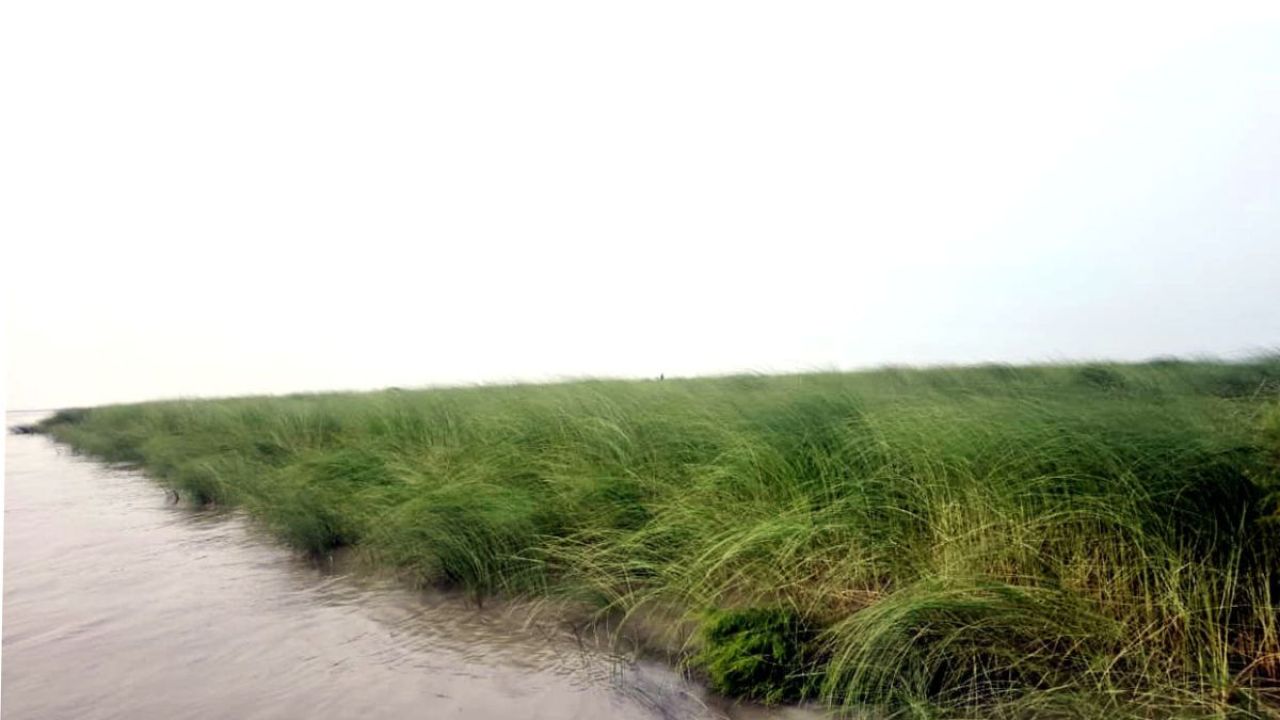 চারণভূমি জলমগ্ন, গো-খাদ্য সংকটে বিপাকে খামারিরা