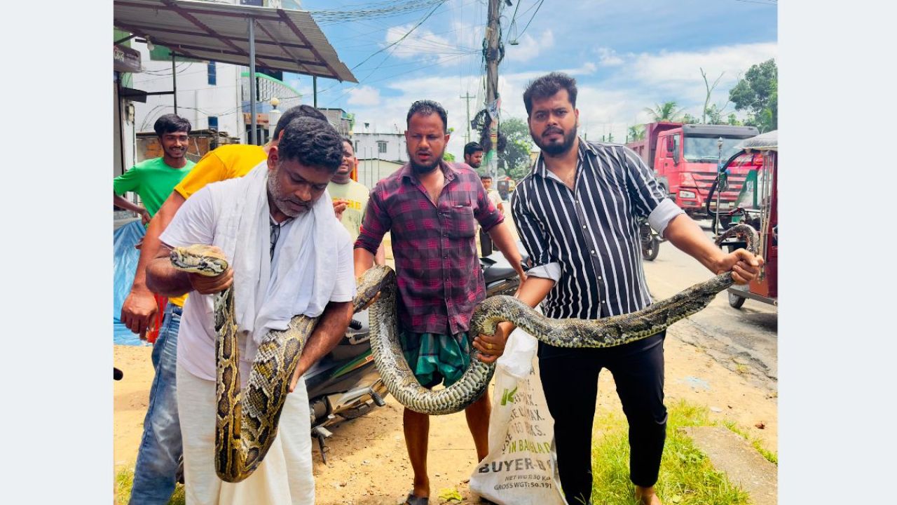 শ্রীমঙ্গলে ১৮ ফুট লম্বা অজগর উদ্ধার