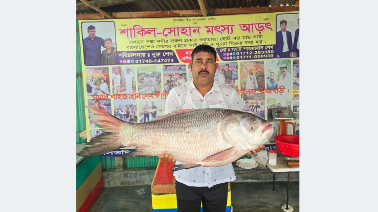 পদ্মার ২২ কেজির কাতল অর্ধলক্ষ টাকায় বিক্রি