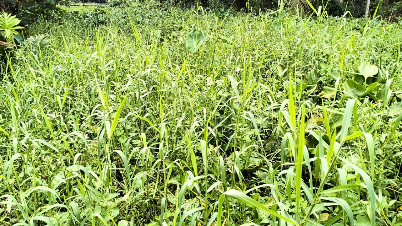 বরিশালে দখল-দূষণে অস্তিত্ব সংকটে হরিপাশা খাল