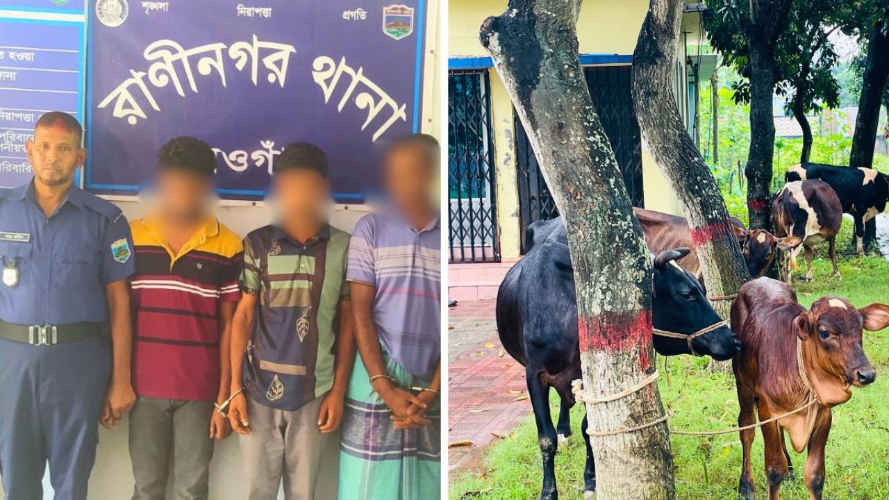 রাণীনগরে আন্তজেলা চোর চক্রের ৩ সদস্য গ্রেপ্তার, ৫ গরু উদ্ধার