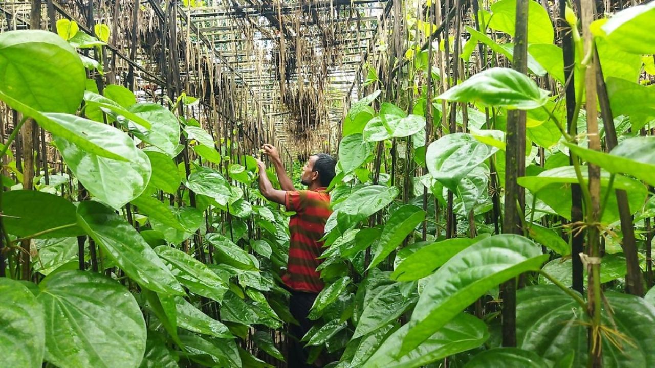  মনোহরদীতে পানের বরজ যেন ‘নগদ ব্যাংক’