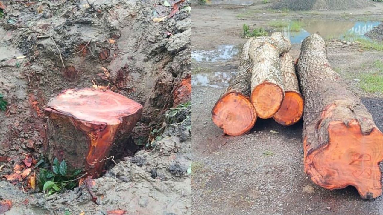 শার্শায় বন বিভাগের অনুমতির অজুহাতে সওজের গাছ কর্তন