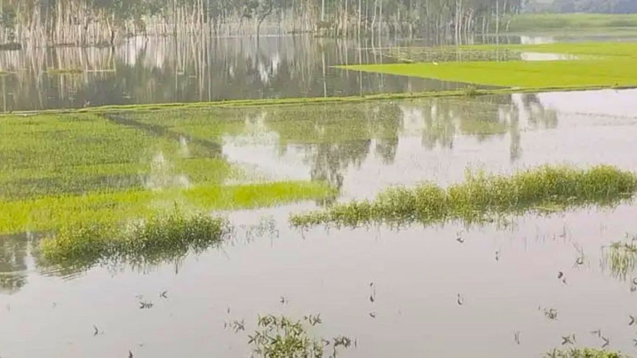 গাইবান্ধায় বৃষ্টিতে তলিয়ে গেছে আমনের বীজতলা