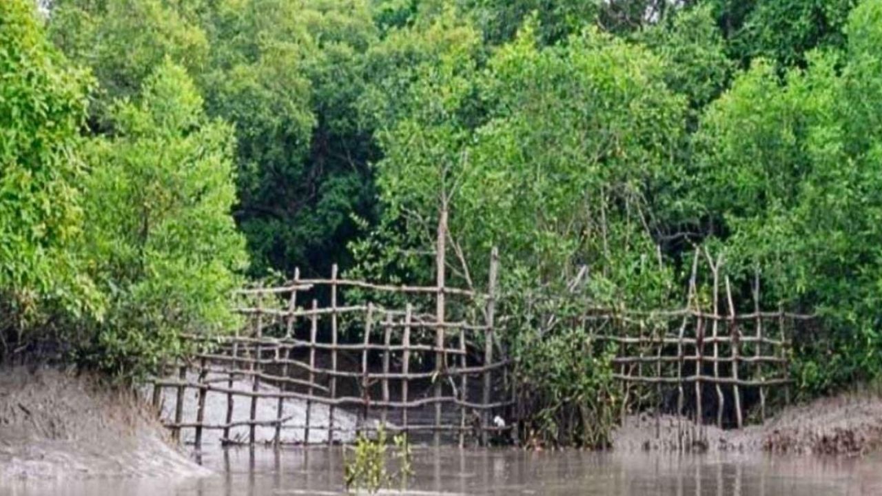জলজ প্রাণী রক্ষায় সুন্দরবনে ১০ খালের মুখে কাঠের বেড়া
