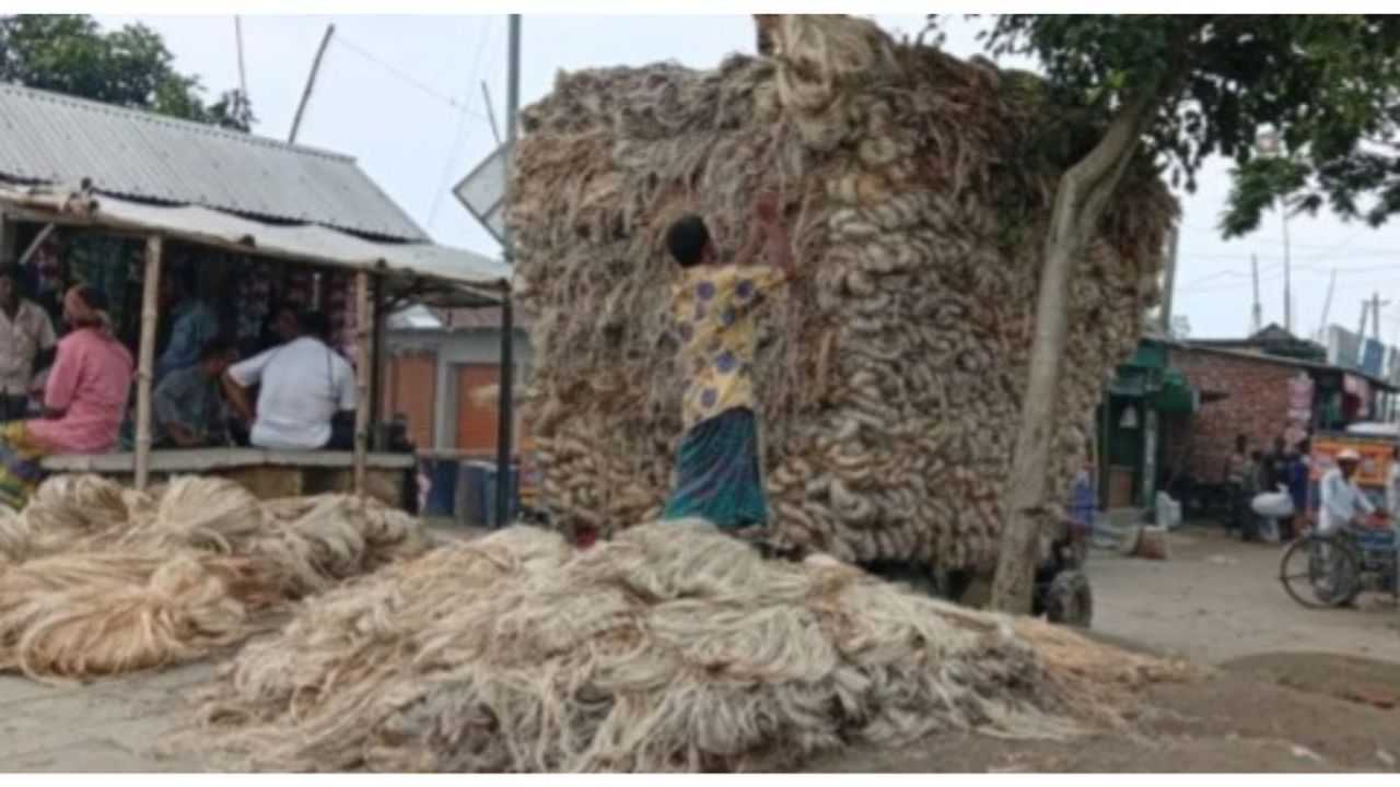 সোনালি আঁশে ভাগ্যবদল, হাসি ইসলামপুরের কৃষকদের!