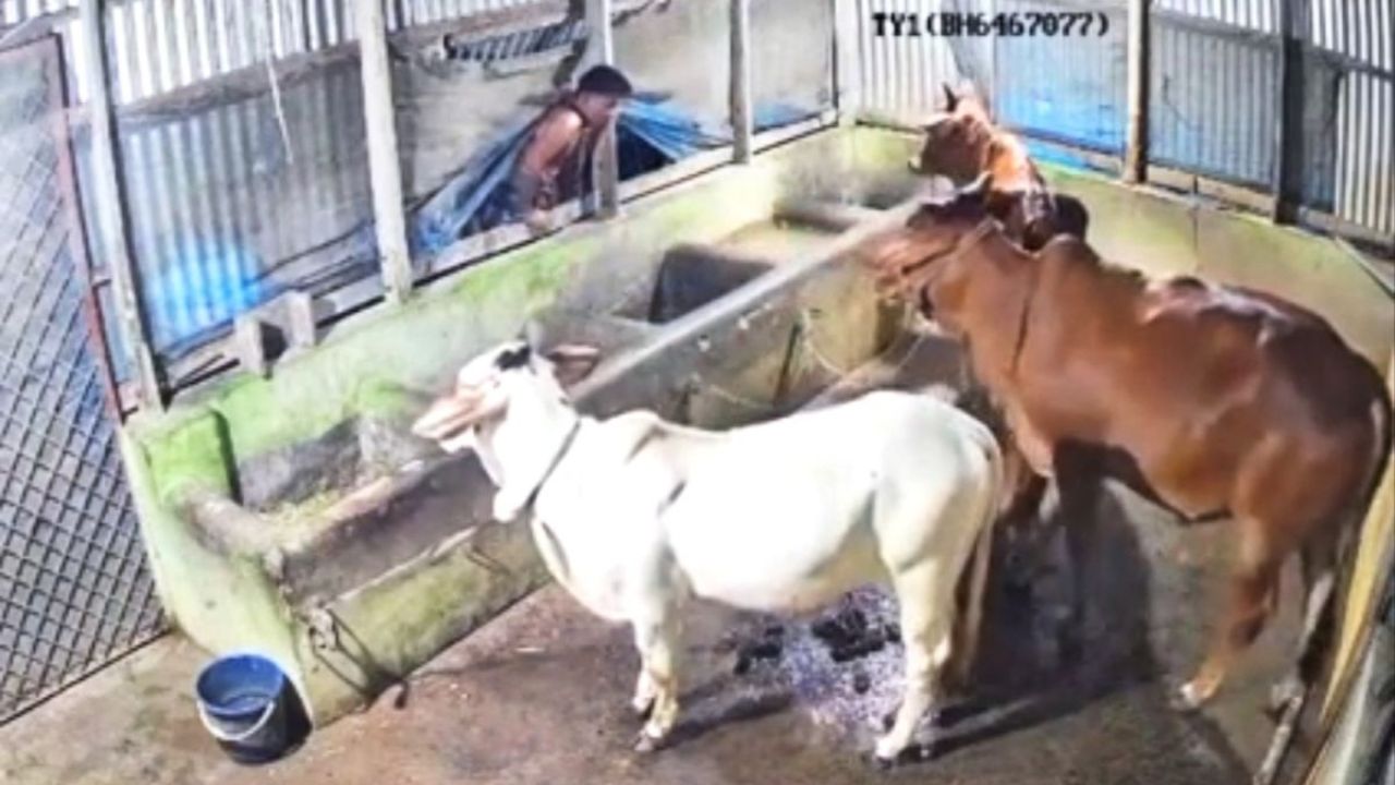 বাছুরের ডাকে ভাঙল ঘুম, রক্ষা পেল ৩টি গরু