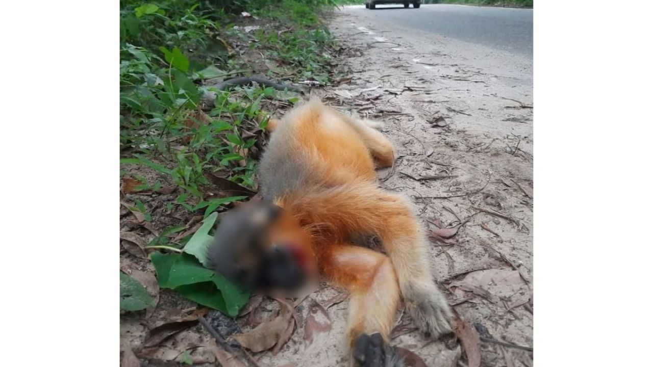 লাউয়াছড়ায় গাড়ির ধাক্কায় প্রাণ গেল বিপন্ন মুখপোড়া হনুমানের
