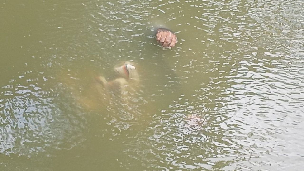 মহেশপুরে খালের পানিতে মিলল অজ্ঞাত পরিচয় মরদেহ