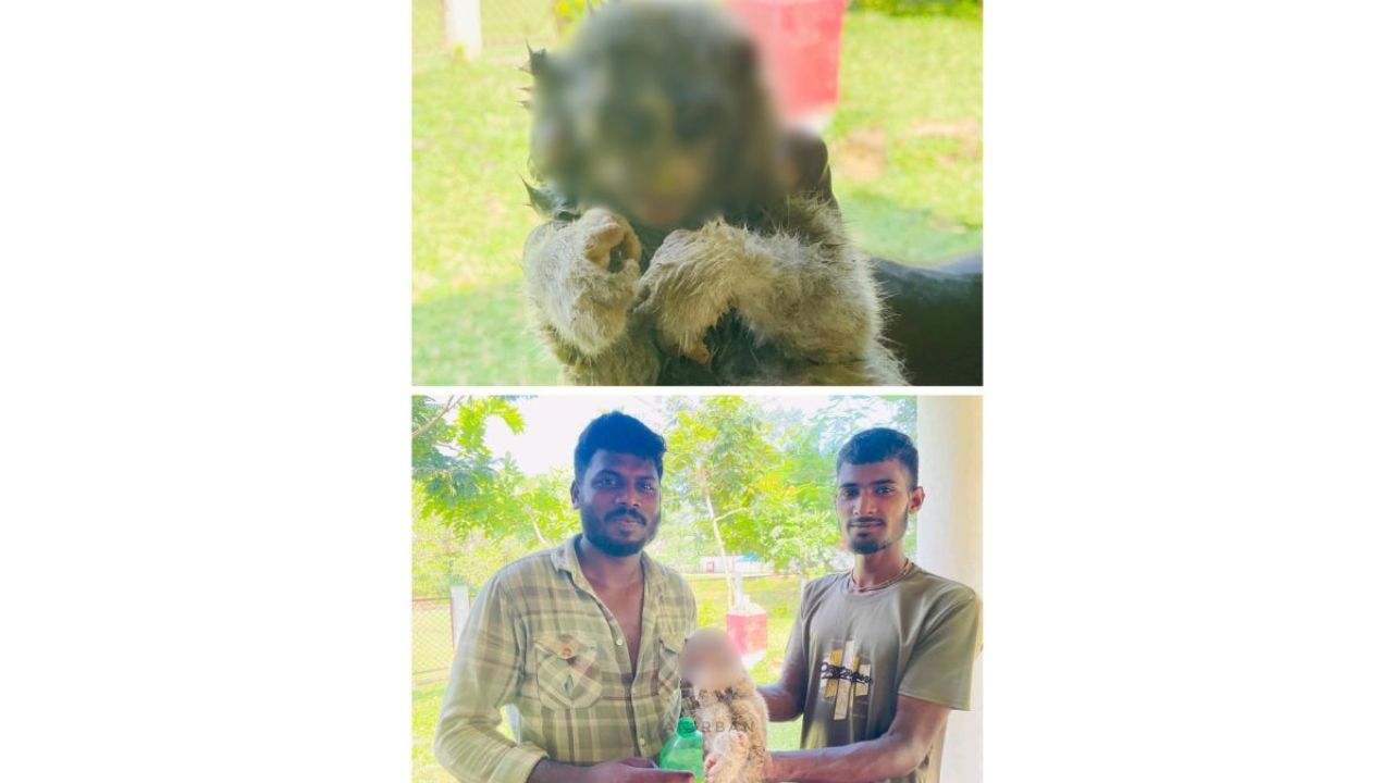 শ্রীমঙ্গলে বিদ্যুৎস্পৃষ্ট হয়ে আহত বিরল লজ্জাবতী বানর উদ্ধার