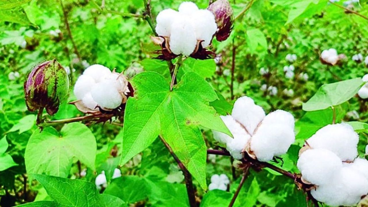 যশোরে তুলাবীজ বিতরণে অনিয়ম, ফলন বিপর্যয়ের আশঙ্কা