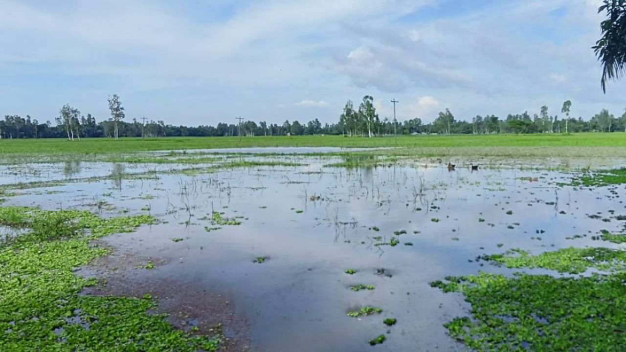 সুন্দরগঞ্জে ১৫ বছর ধরে জলাবদ্ধ ৮০০ বিঘা জমি