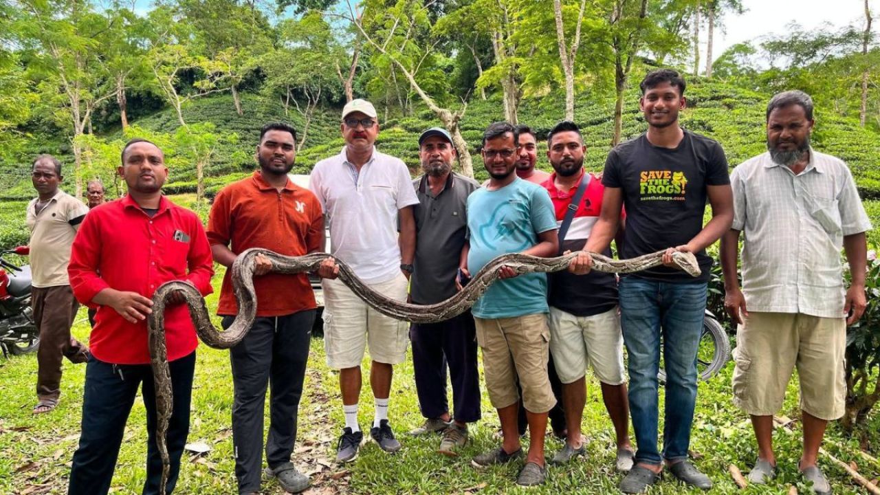 চা-বাগানে বিশালাকৃতির অজগর!