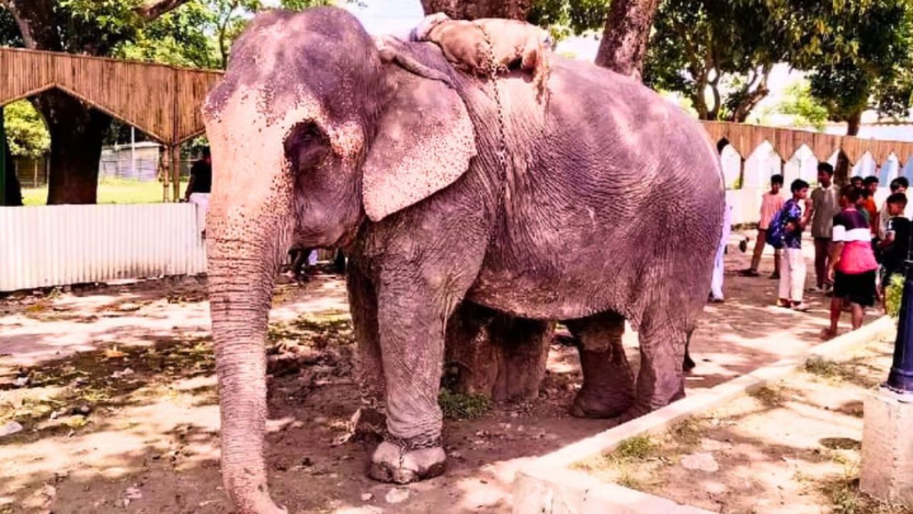 ফরিদপুরে হাতির ধাক্কায় অটোরিকশা উল্টে শিশু নিহত