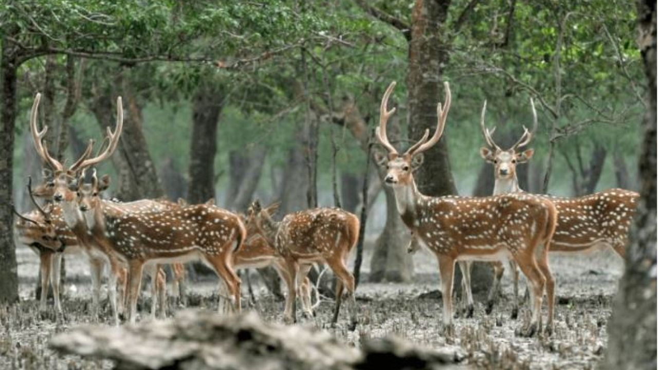 সুন্দরবনের রুট সাতক্ষীরায় অপার সম্ভাবনার ইকোট্যুরিজম