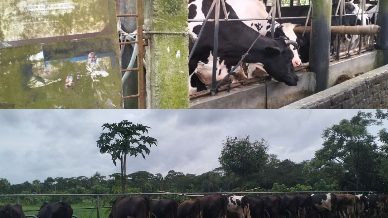 ১০ গরু থেকে ‘ডেইরি আইকন’ হারুন