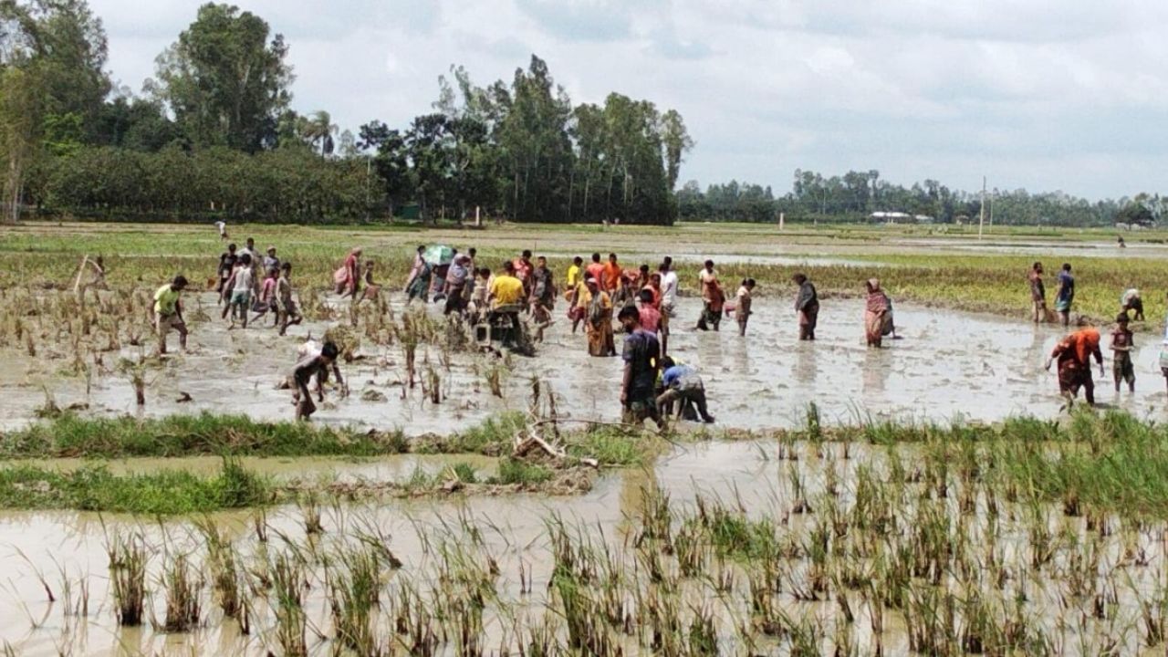 ঢলে পুকুর-ডোবা উপচে চাষের মাছ জমিতে, শিকারে ধুম