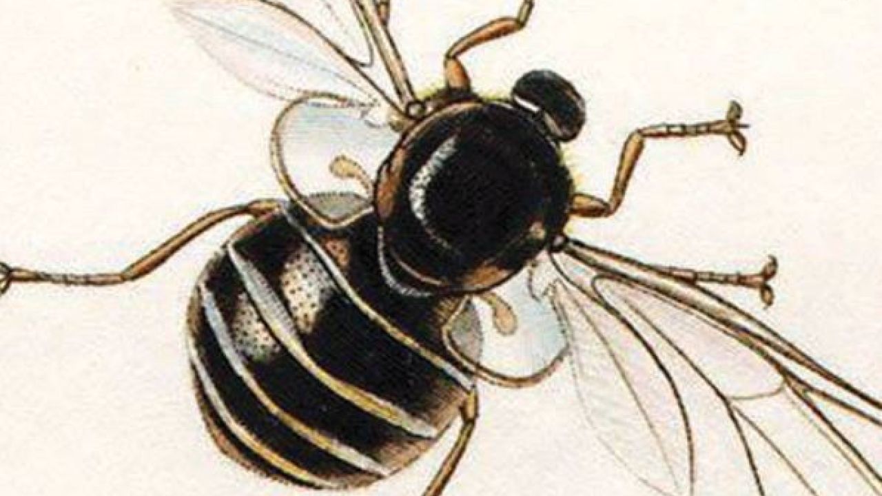 একটি মাছির মৃত্যু