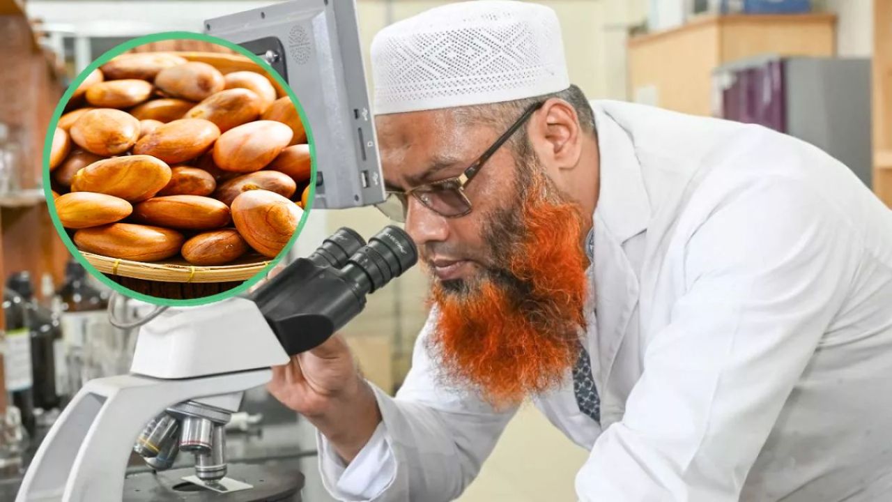 গাকৃবিতে গবেষণা : কাঁঠালের বীজে পুষ্টির খনি