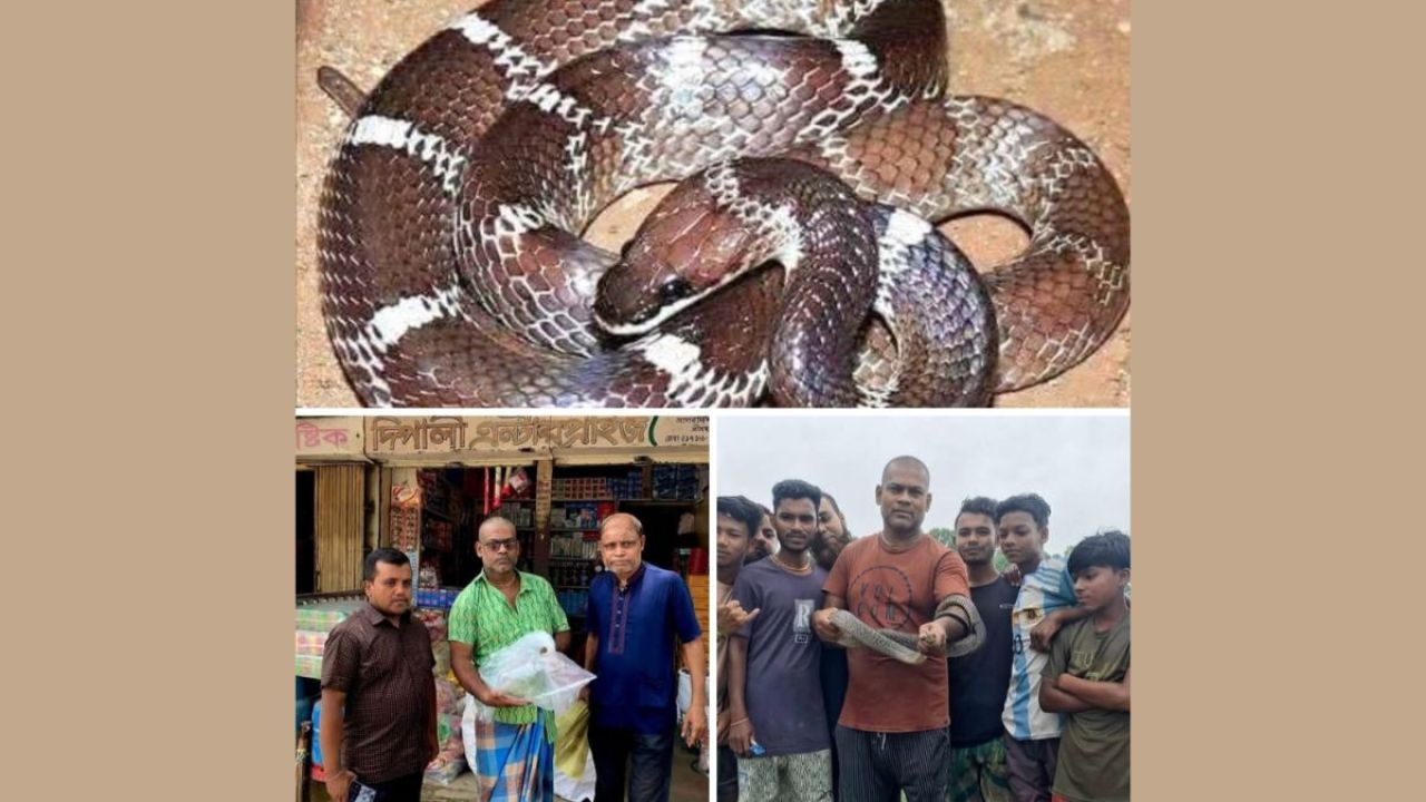 শ্রীমঙ্গলে আতঙ্কে সাপ নিধন, উদ্ধার হলো ২টি