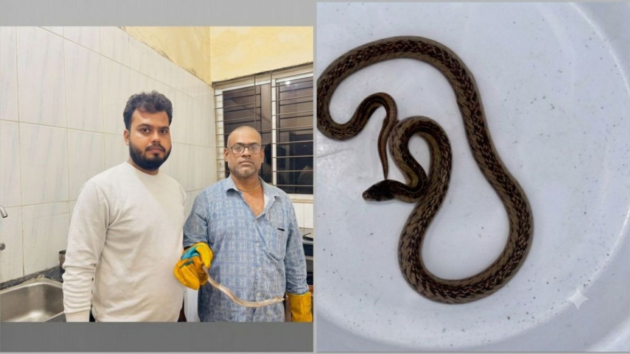 শ্রীমঙ্গলে মিলল রহস্যময় ‘ক্যান্টর কুকরি’ সাপ