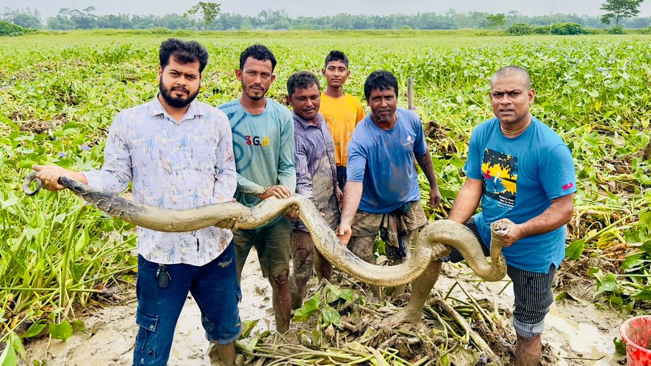শ্রীমঙ্গলের ধানখেত থেকে অজগর উদ্ধার
