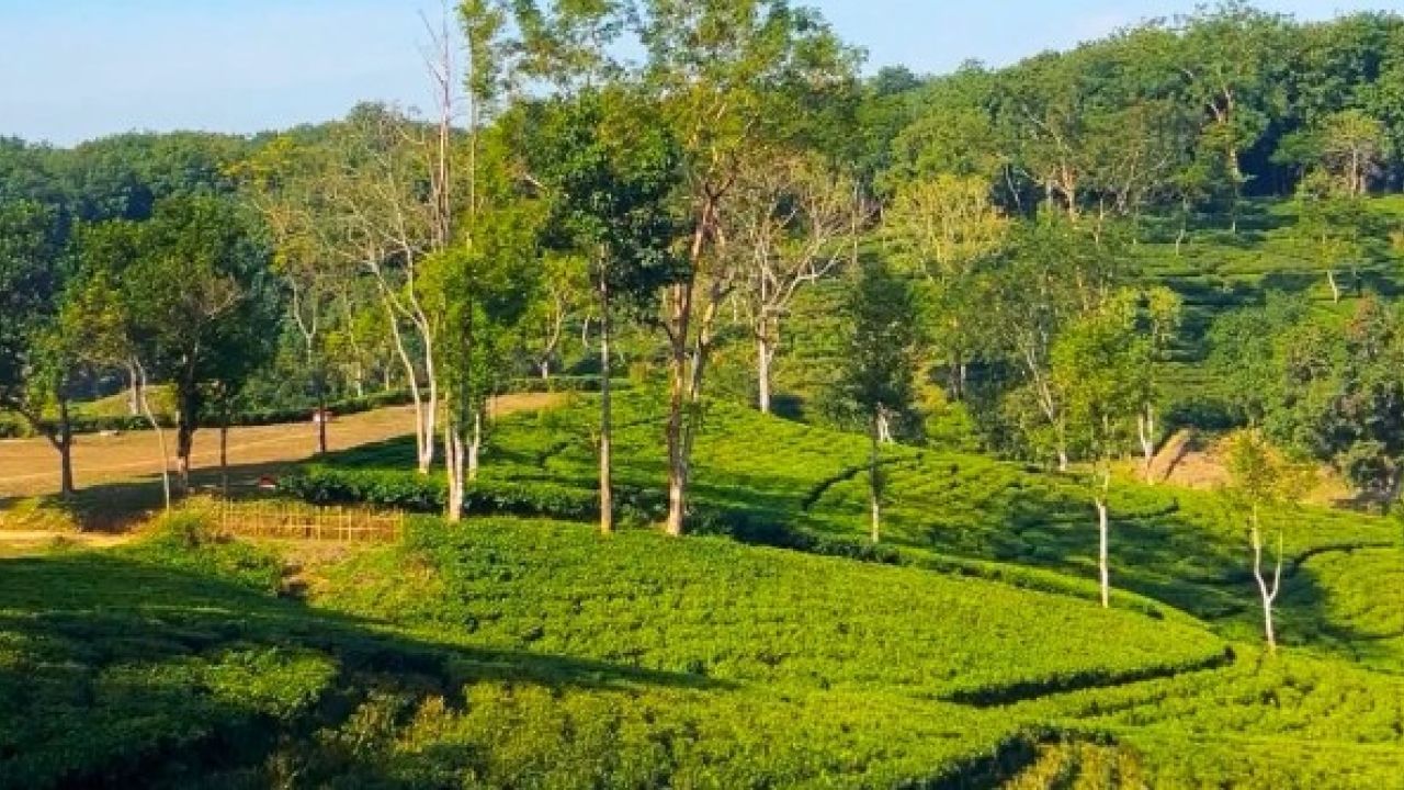 সবুজের টানে পর্যটকদের প্রিয় কমলগঞ্জ-শ্রীমঙ্গল