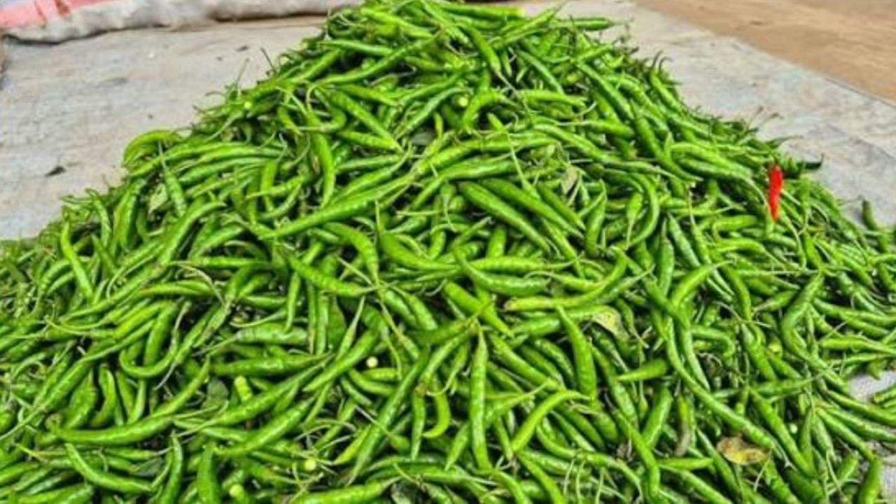 হিলি দিয়ে আসছে ভারতীয় কাঁচা মরিচ, দাম কমার আশা