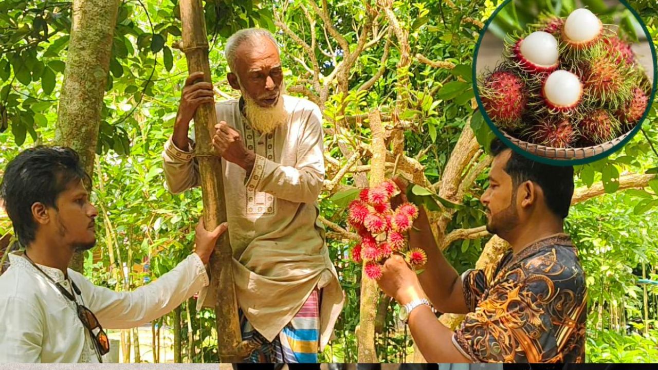 লটকনের রাজ্যে ভিনদেশি রামবুটান নতুন রূপ
