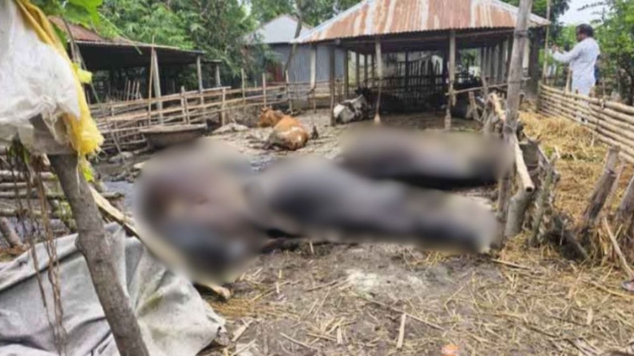 পল্লী বিদ্যুতের অবহেলায় শেষ খামারির স্বপ্ন