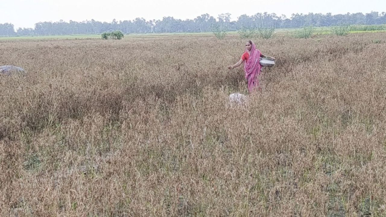জোগান সংকটে অস্থির মরিচ বাজার