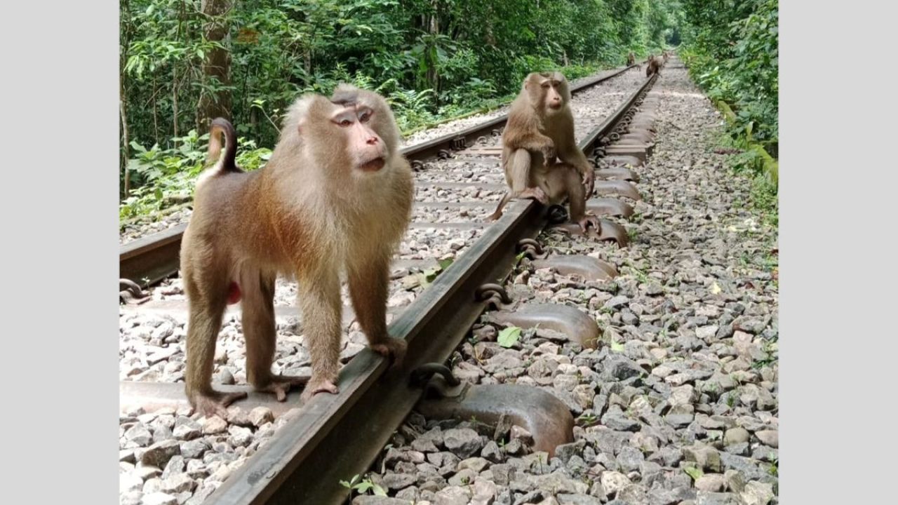 লাউয়াছড়ায় দেখা মিলল বিরল উল্টোলেজি বানরের