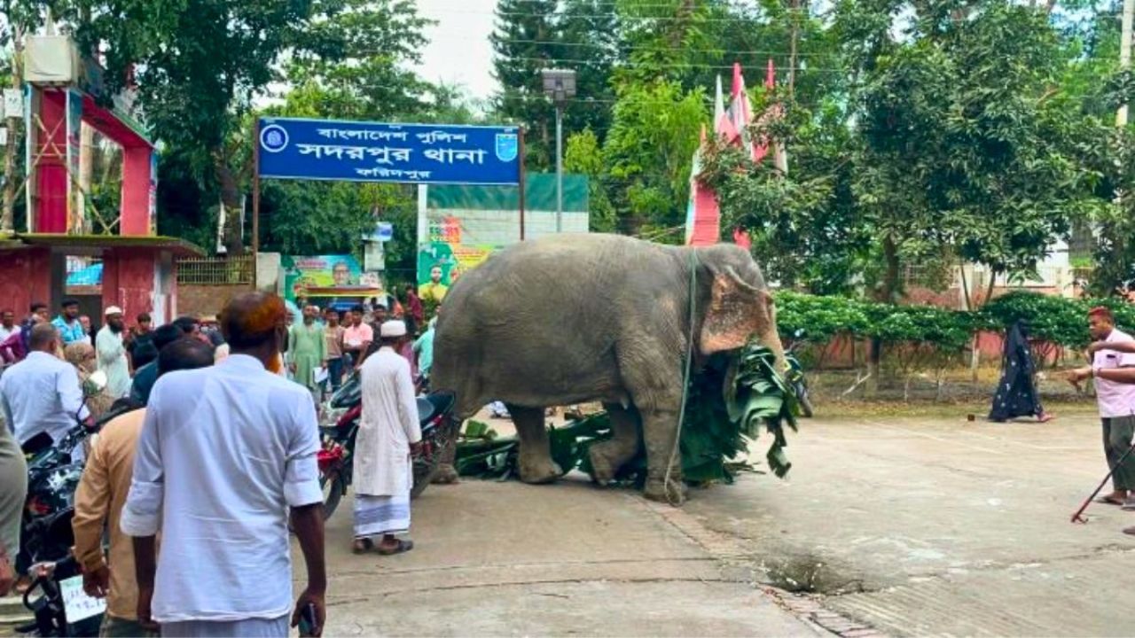 থানা থেকে মুক্তি পাচ্ছে সেই ঘাতক হাতি