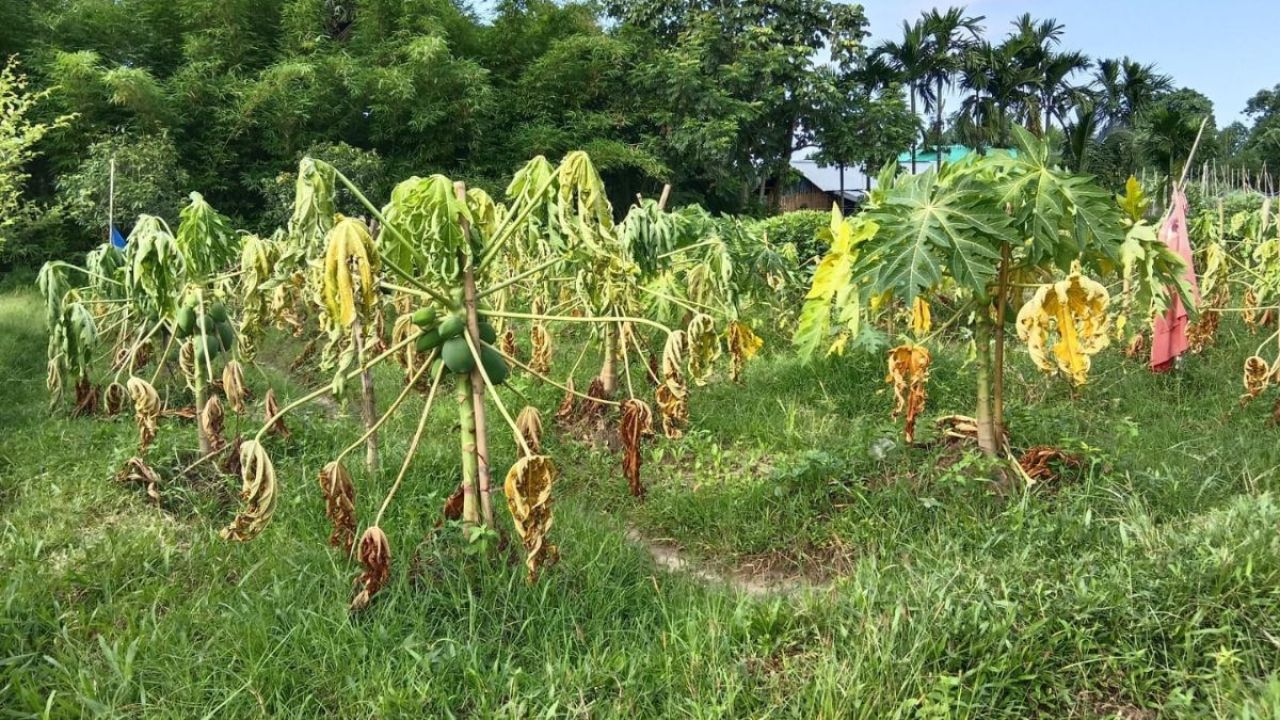 নাইক্ষ্যংছড়িতে কৃষকের স্বপ্ন এখন পানির নিচে