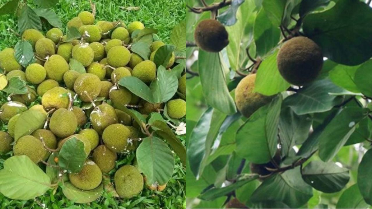 হারিয়ে যাচ্ছে বনের সুস্বাদু ‘মাঙ্কি জ্যাক’ বা চাম কাঁঠাল