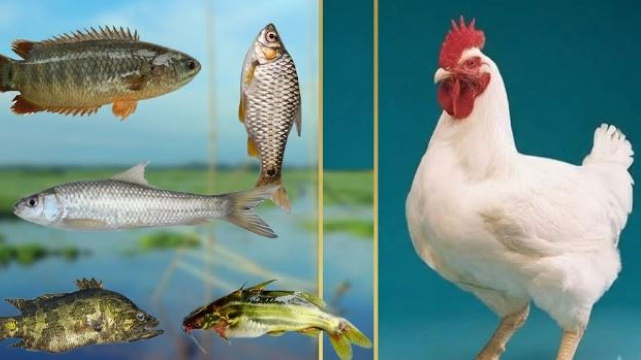 মুরগি-মাছেও স্বাস্থ্যঝুঁকি দেখছেন গবেষকরা