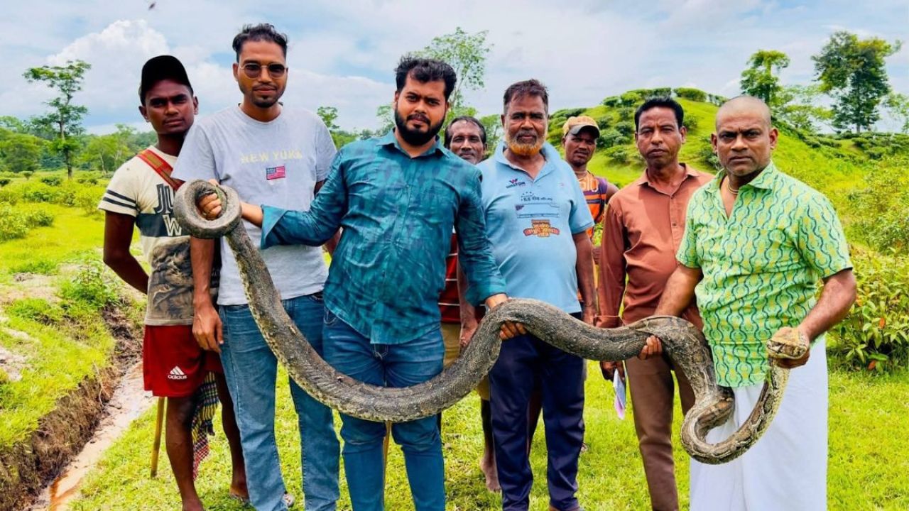 কেন লোকালয়ে হানা দিচ্ছে লাউয়াছড়ার অজগর?