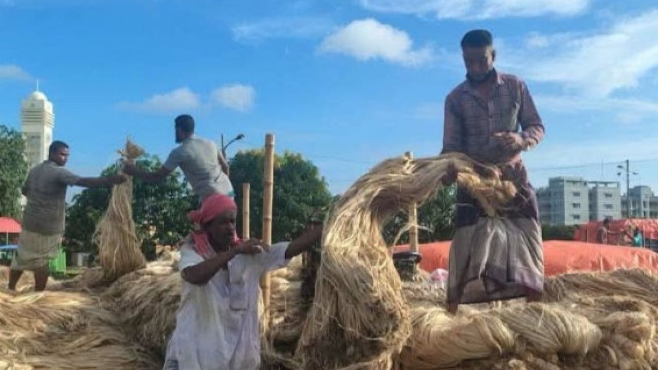 পাটের বাম্পার ফলনের আনন্দ মাটি করছে লোকসান